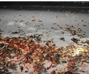 Red Tide Detected on West Coast